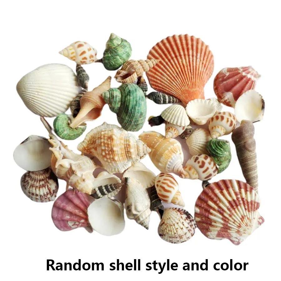 200G Beach Seashell Mediterranean Style DIY Fashion Mix Sea Shells Natural Crafts for Aquarium Fish Tank Decor Sea Conch